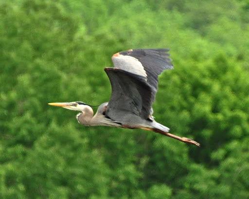 Bird in Flight